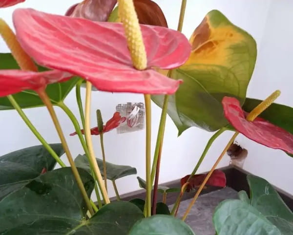 红掌花叶子发黄是什么原因