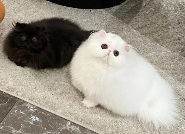 哪种猫容易有泪痕