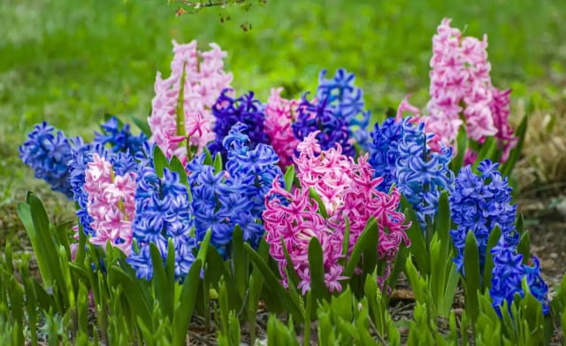 风信子的花语是什么