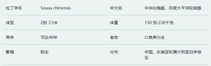 中华白海豚简介及生活习性
