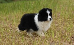 边境牧羊犬好养吗听话吗？