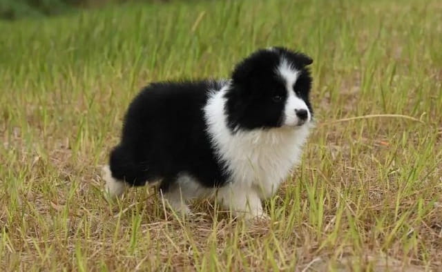 边境牧羊犬好养吗听话吗？