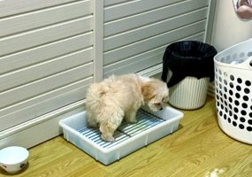 怎么教狗狗上厕所