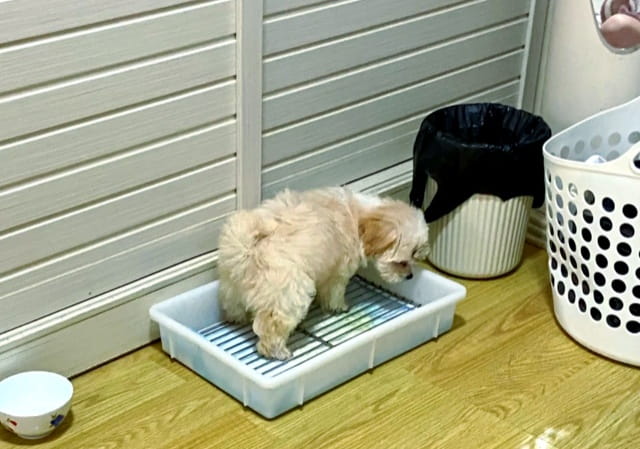 怎么教狗狗上厕所