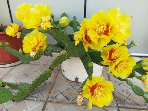 仙人掌开花是好兆头吗