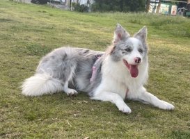 边境牧羊犬的食量怎么样？