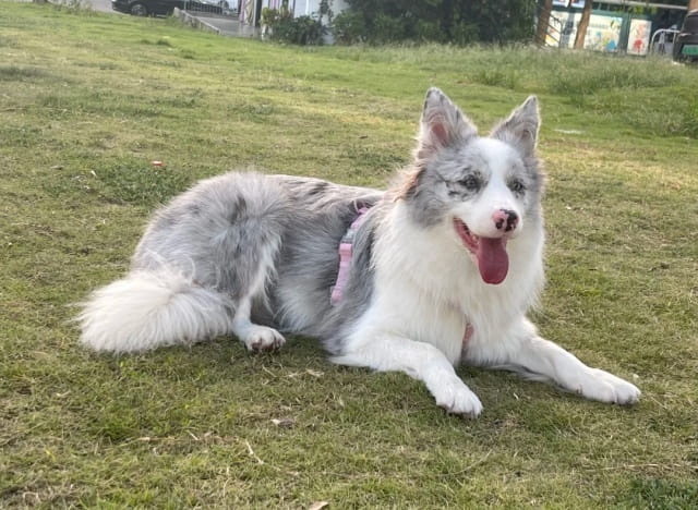 边境牧羊犬的食量怎么样？
