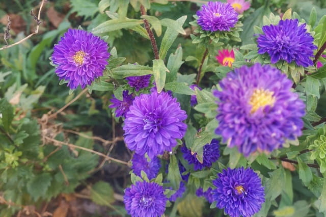 六月份能种翠菊吗？
