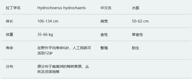 水豚简介及生活习性