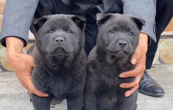中华田园犬五黑犬多少钱一只？