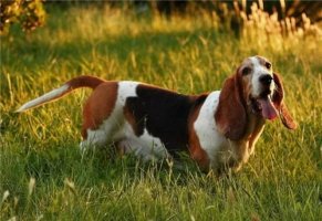 巴吉度犬价格多少钱一只？