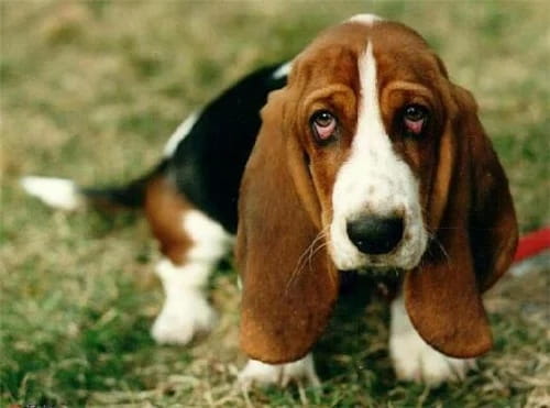 巴吉度犬价格多少钱一只？