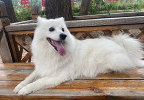 狐狸狗是什么品种