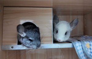 龙猫合笼怎么样算和谐？