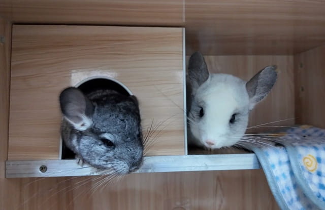 龙猫合笼怎么样算和谐？