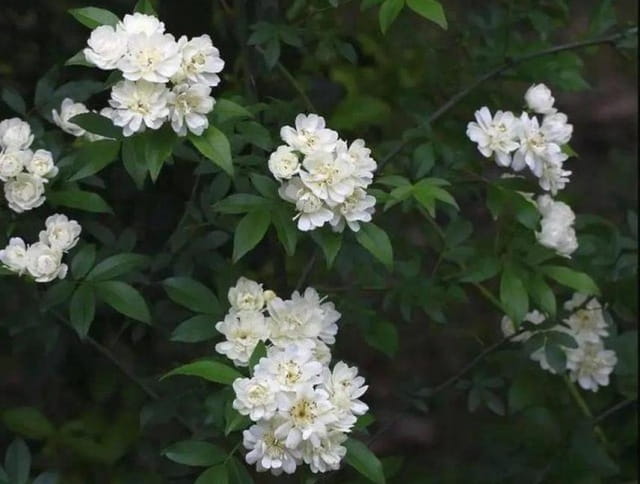 荼靡花语是什么意思