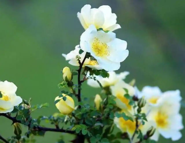 荼靡花语是什么意思