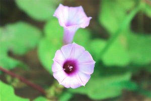 牵牛花别名