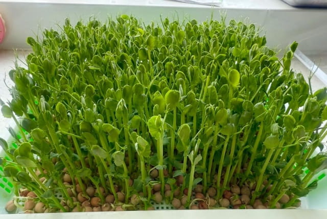 豆苗怎么种植容易发芽