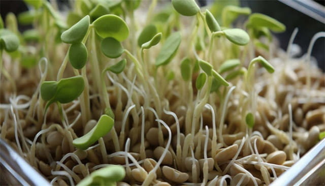 豆苗怎么种植容易发芽