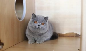 英短蓝猫生气的表现