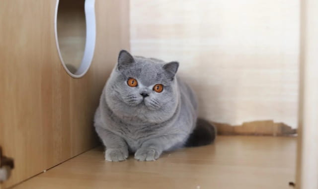 英短蓝猫生气的表现