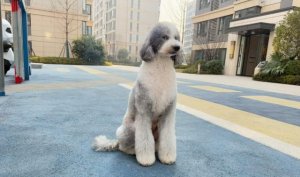 巨型泰迪是什么狗