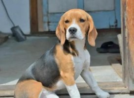 比格犬价格多少钱一只