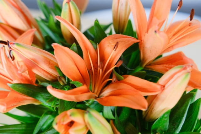 百合花枝条怎么生根
