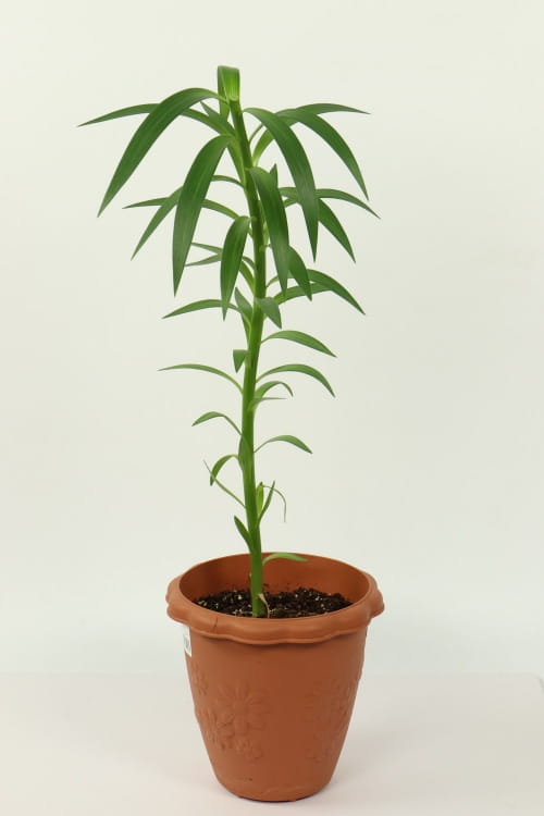 百合花枝条怎么生根