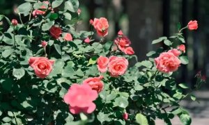 月季夏天怎么养