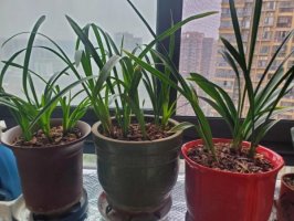 没有眼的花盆能养花吗