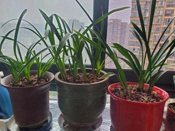 没有眼的花盆能养花吗