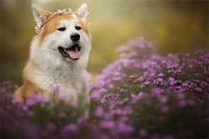 怎么防止狗狗被蚊子咬？