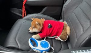 狗狗晕车有哪些症状？