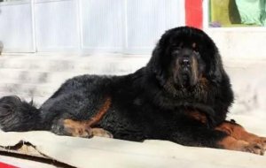 藏獒和玉树藏犬有哪些区别