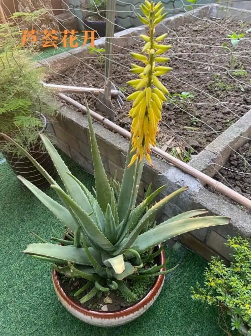 芦荟开花吗?