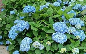 蓝色绣球花开不好？你肯定是花土选错了！