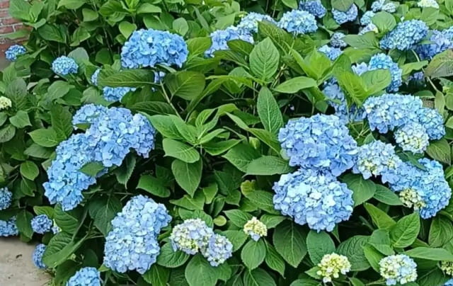 蓝色绣球花开不好?你肯定是花土选错了!
