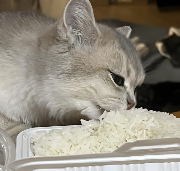 猫能吃米饭吗？