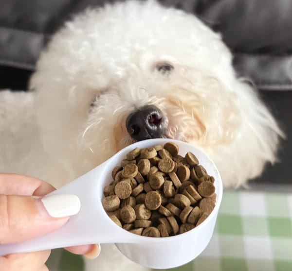 狗狗怀孕吃什么最好？