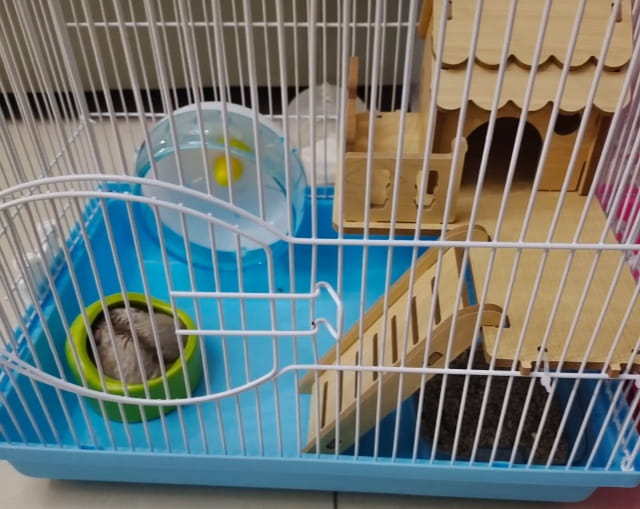 仓鼠嫌笼子太小症状及选择