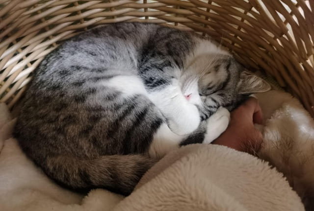 怎么让猫睡觉