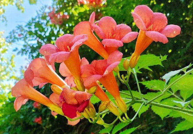 凌霄花花语：背后藏着的那些浪漫与深意