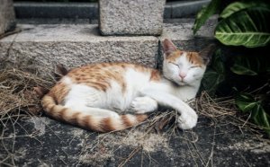 教你了解你的爱猫的性格