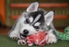 狗可以吃生肉吗？