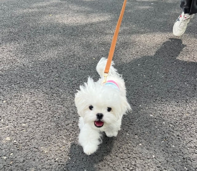 狗狗咬牵引绳原因