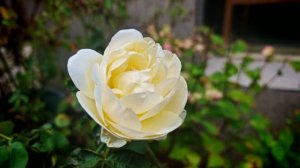 白玫瑰花语是什么