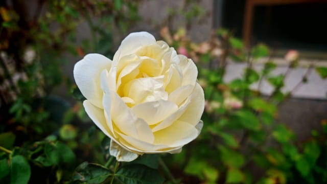 白玫瑰花语是什么