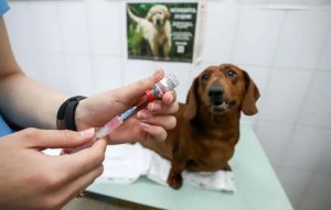 狗狗狂犬疫苗每年都要打吗